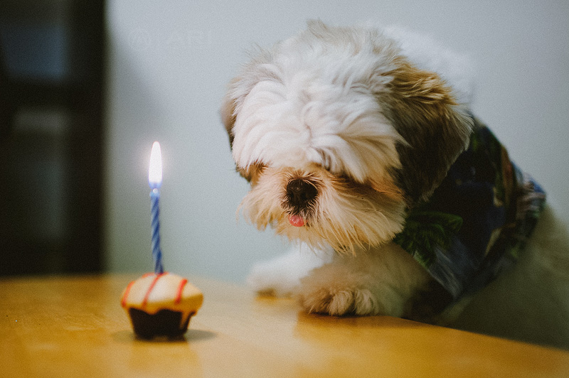 Birthday Cake | San Francisco Wedding Photographer